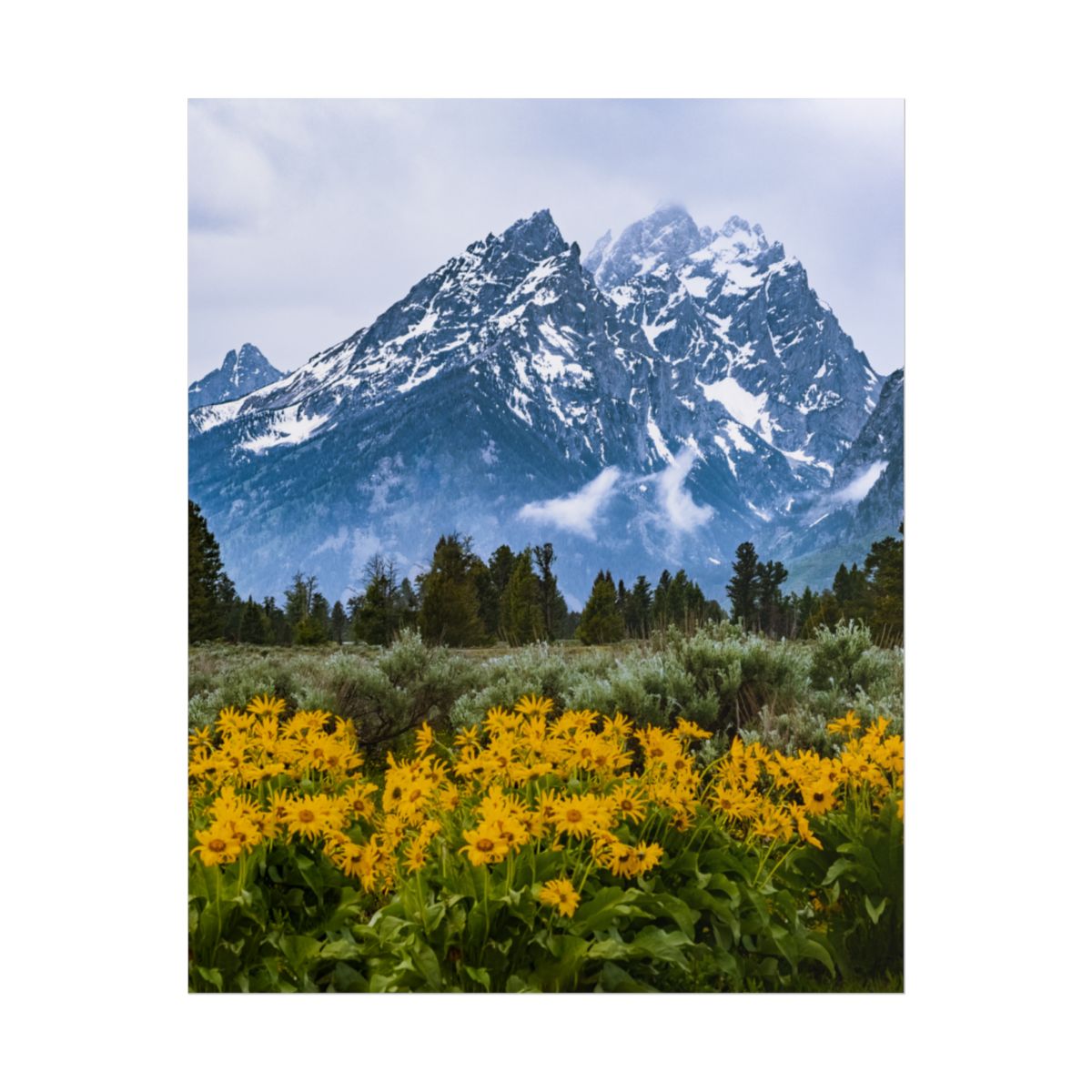 The Tetons · view 2