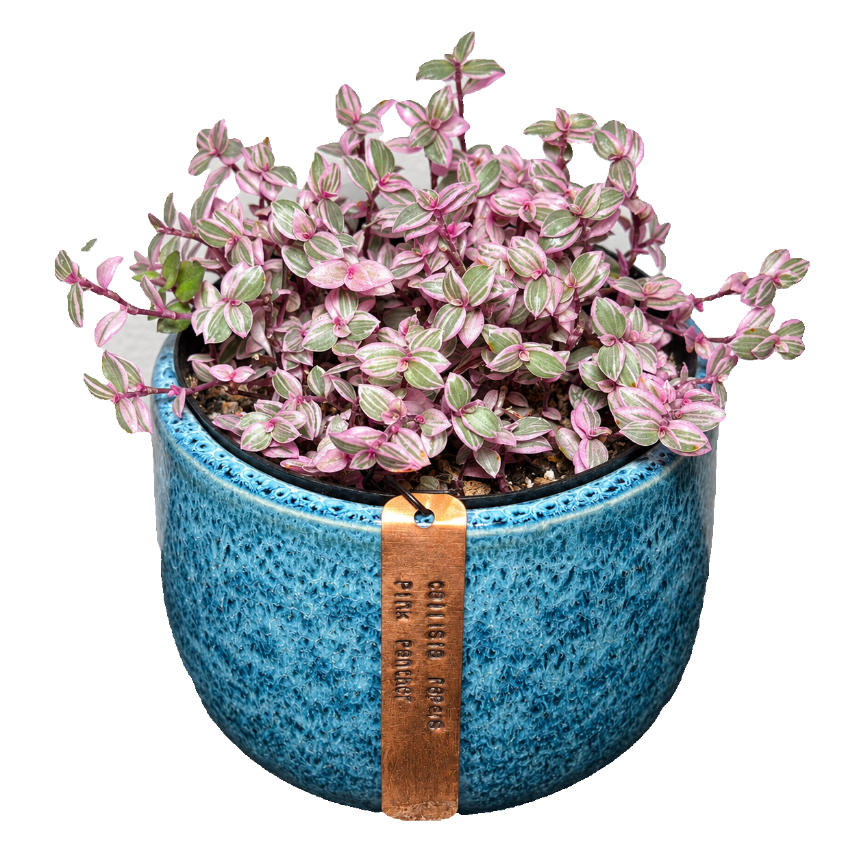 Flora